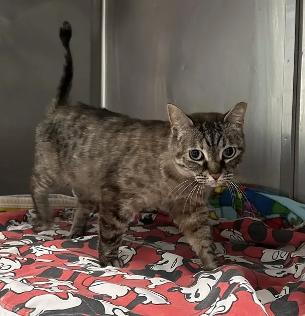 An adult medium-sized female Domestic Short Hair cat named Julia for adoption in Baldwin Park, CA