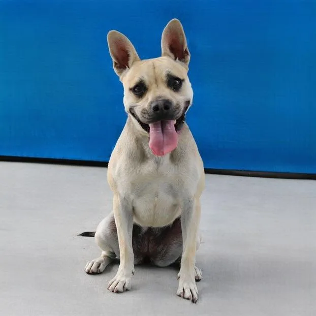An adult medium-sized female White / Cream Pug dog named Baby for adoption in Long Beach, CA