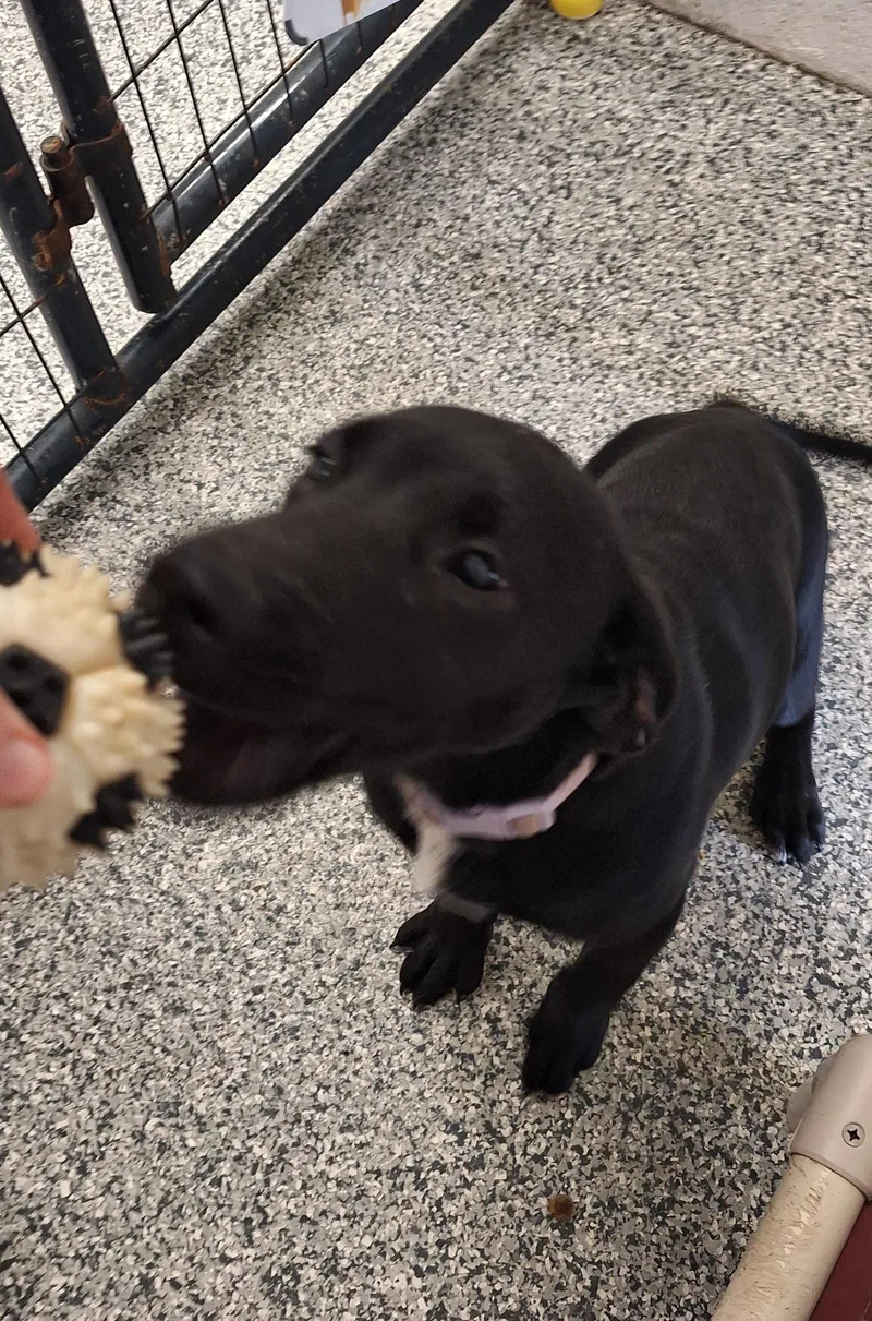 A baby medium-sized female Black Labrador Retriever dog named Tilly for adoption in Stanton, KY