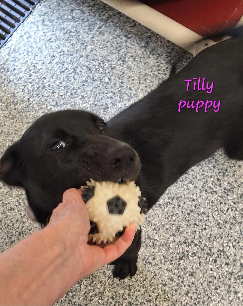 Tilly thumbnail 2
