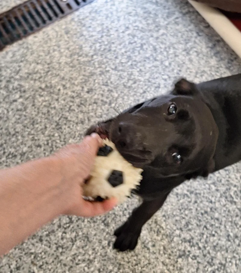 Tilly thumbnail 5