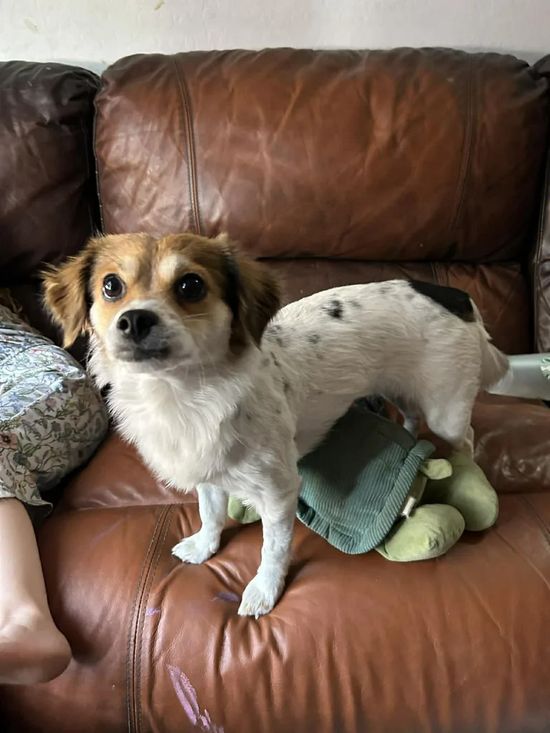 A young small-sized female White / Cream Rat Terrier dog named Zera for adoption in Scottsdale, AZ