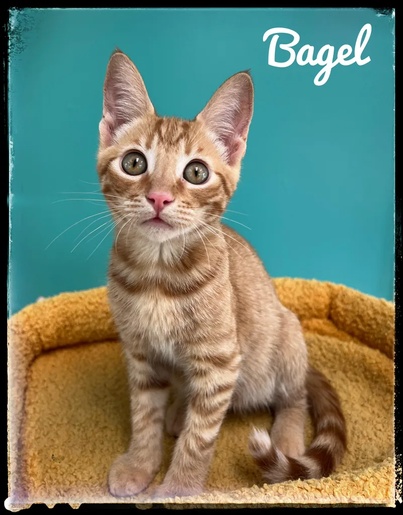 A baby small-sized male Domestic Short Hair cat named Bagel for adoption in El Cajon, CA