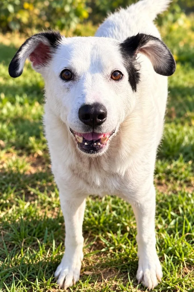 A senior medium-sized male Labrador Retriever dog named Wooda for adoption in East Ridge, TN