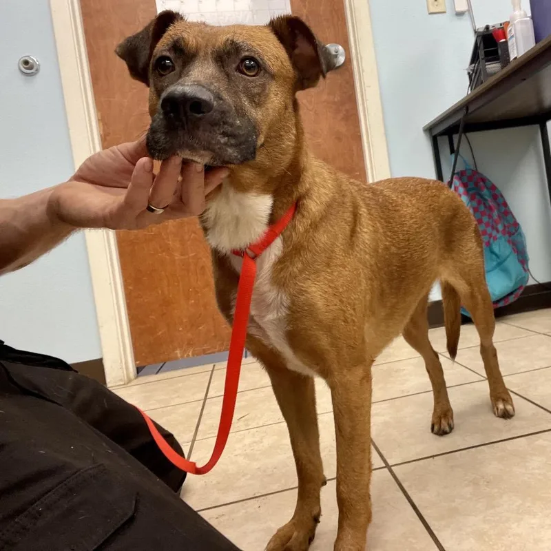 An adult medium-sized female Brown / Chocolate Boxer dog named Maisy for adoption in Wimberley, TX