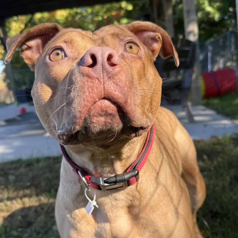 An adult medium-sized female Red / Chestnut / Orange Mixed Breed dog named Cora for adoption in Owosso, MI