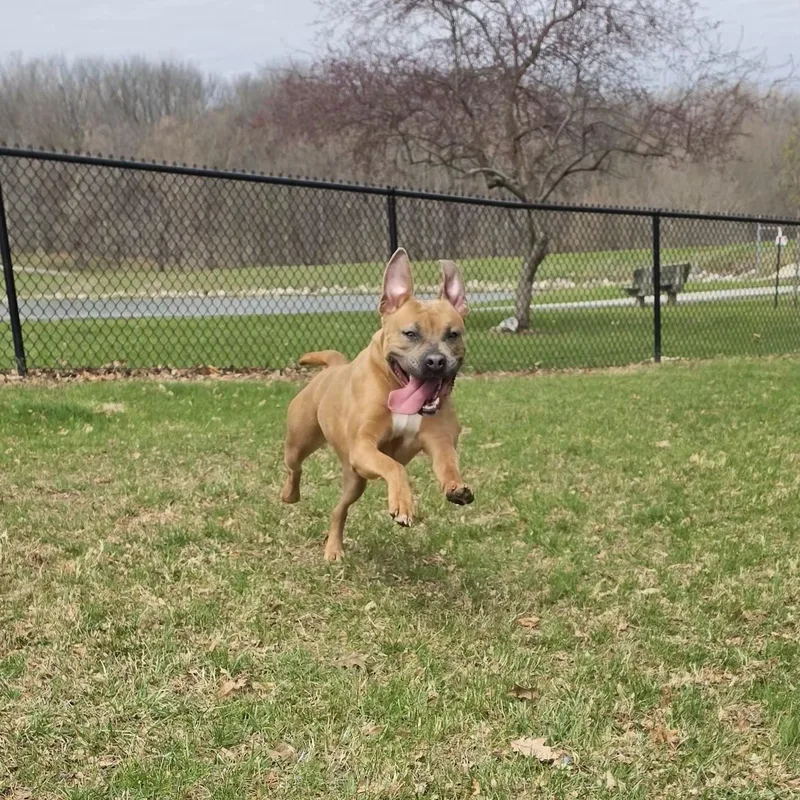 A young medium-sized female Golden Pit Bull Terrier dog named Nora for adoption in Eureka, IL