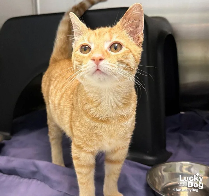 A baby medium-sized male Orange / Red Domestic Short Hair cat named Harvey for adoption in Washington, DC