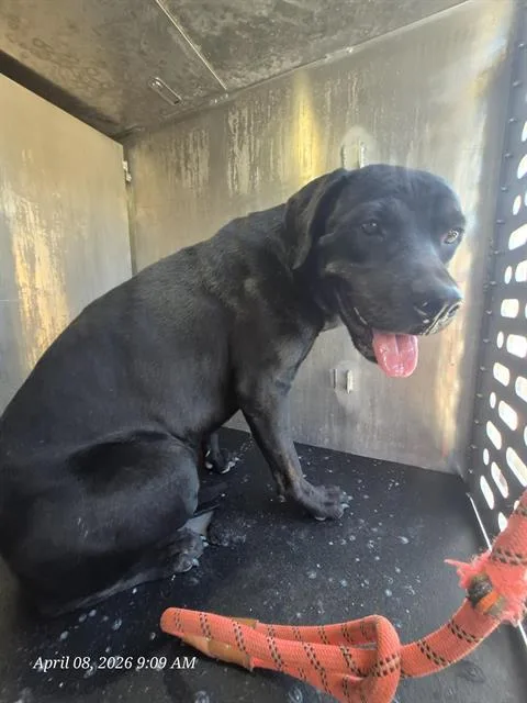 An adult large-sized female Labrador Retriever dog named Cinderella for adoption in San Antonio, TX