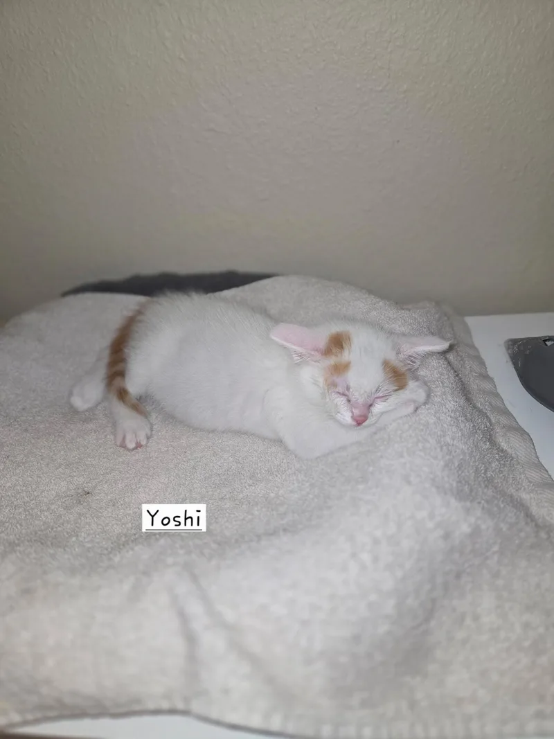 Yoshi Haru thumbnail 2