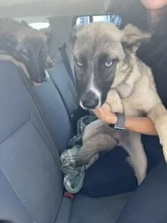 A baby small-sized female Siberian Husky dog named Diana for adoption in Stockton, CA