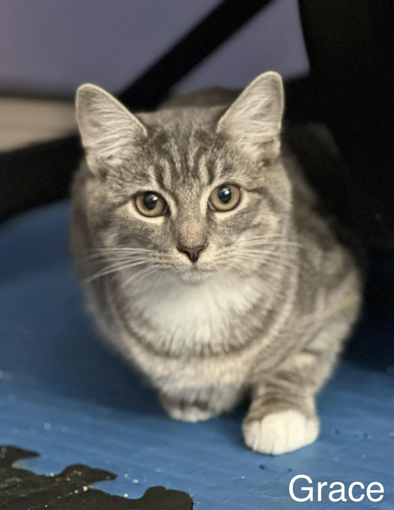 A baby small-sized female Tabby cat named Grace for adoption in North Billerica, MA