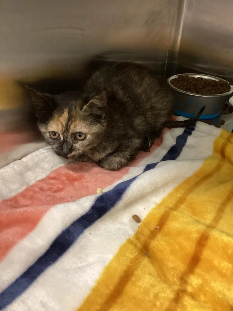 A baby medium-sized female Domestic Short Hair cat named Bubbles for adoption in Athens, TN