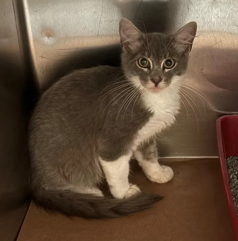 A baby large-sized male Domestic Short Hair cat named Macadamia for adoption in Cartersville , GA