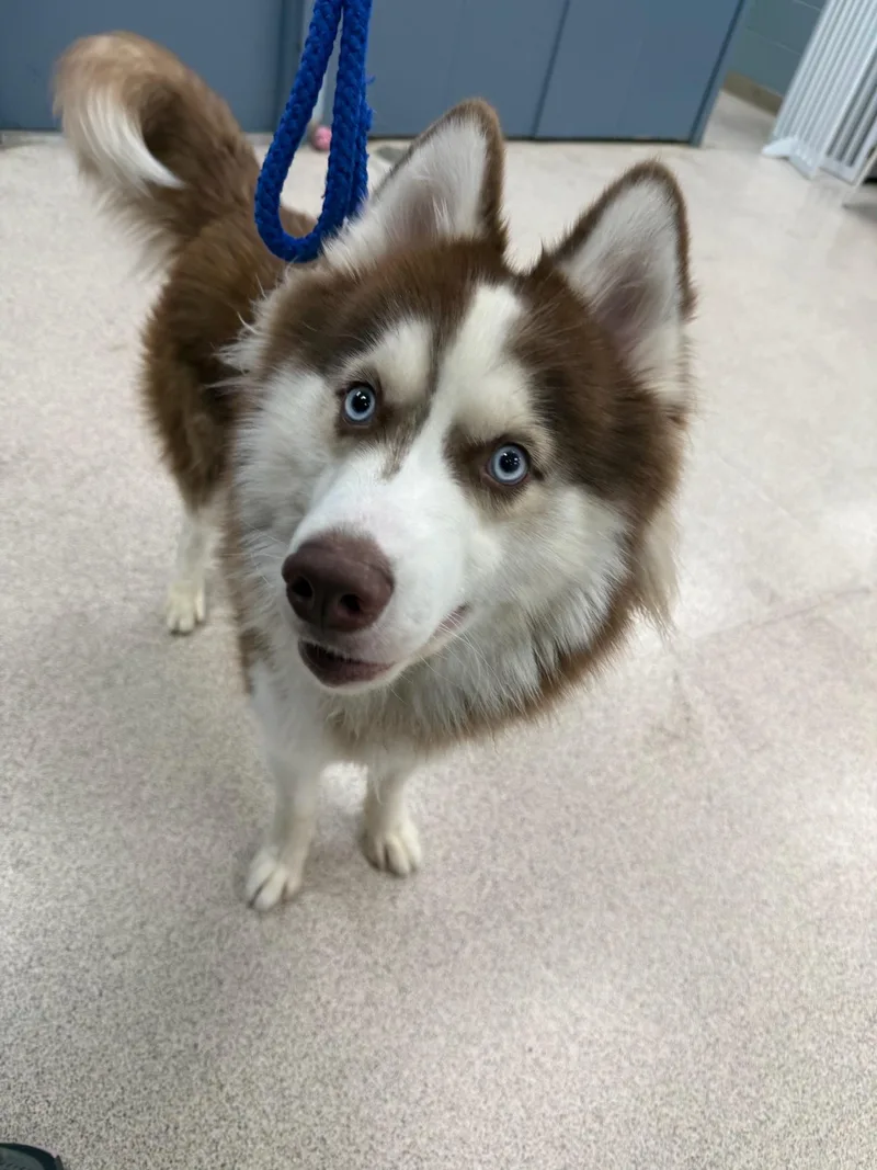 An adult medium-sized male Husky dog named Moesby for adoption in Teterboro, NJ