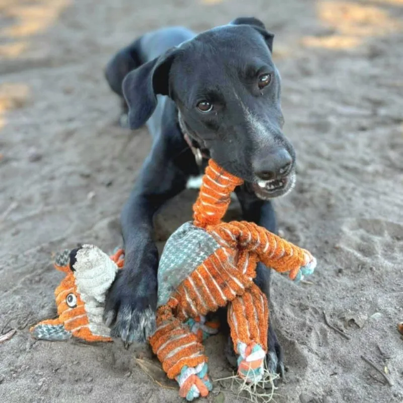 A young medium-sized male Black Labrador Retriever dog named General for adoption in Umatilla, FL