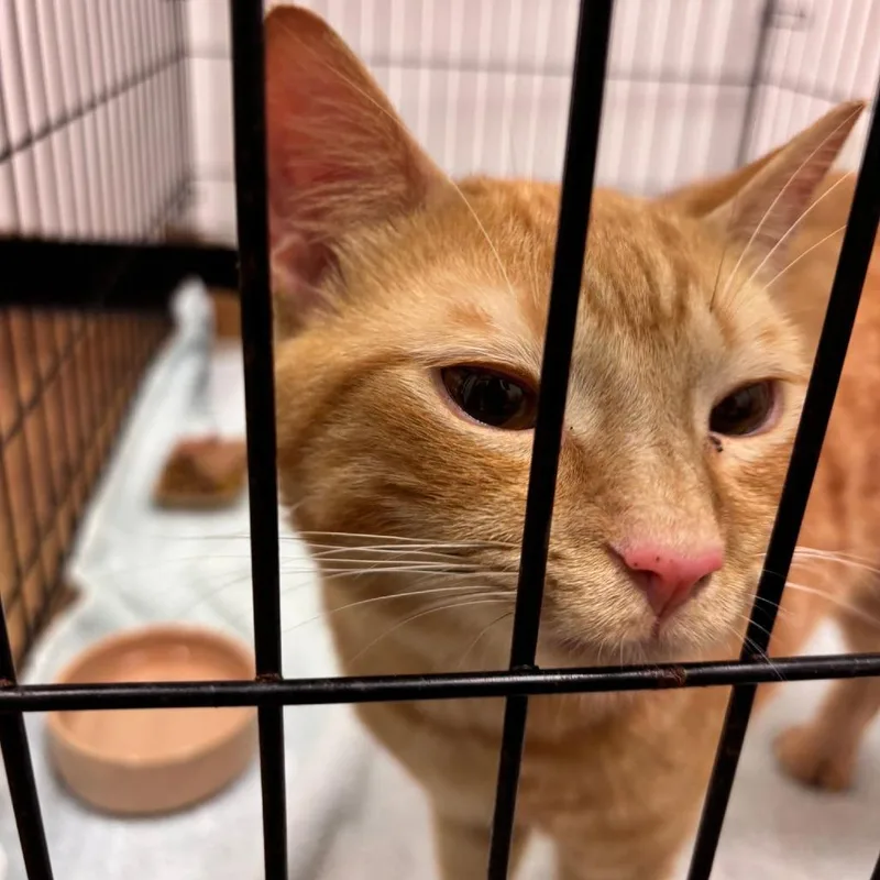 A young small-sized male Orange / Red Domestic Short Hair cat named Journey for adoption in Quakertown, PA