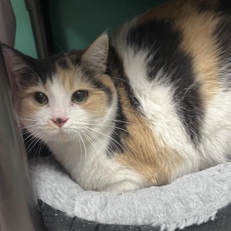 An adult medium-sized female Buff / Tan / Fawn Domestic Short Hair cat named Layla for adoption in Owosso, MI