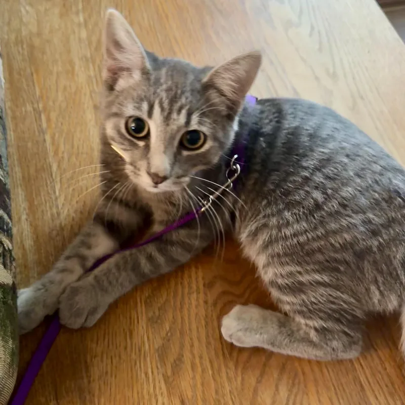 A baby medium-sized male Gray / Blue / Silver Domestic Short Hair cat named Nimbus for adoption in Murphysboro, IL