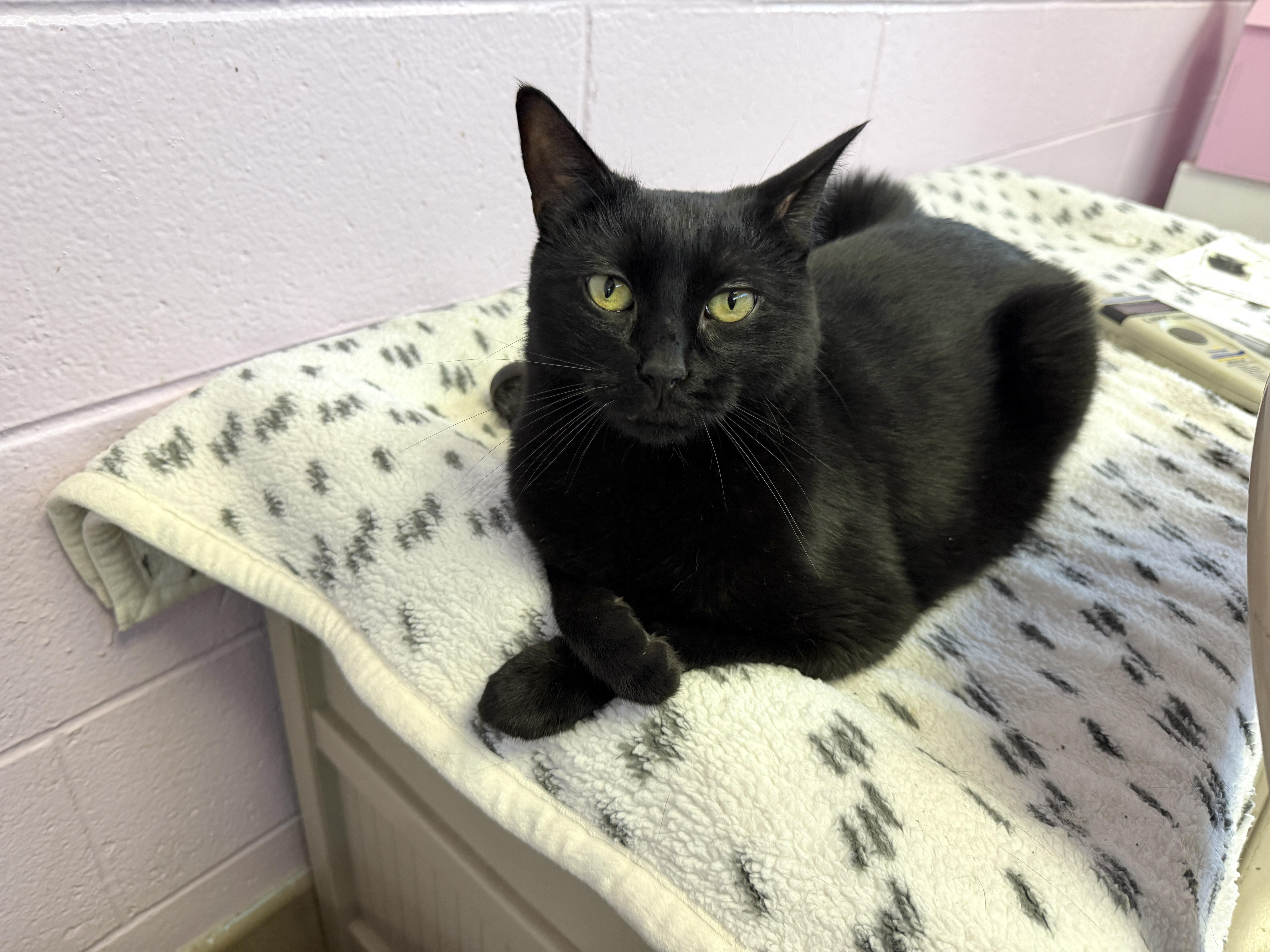 An adult medium-sized male Black Domestic Short Hair cat named Sonny for adoption in Wantagh, NY