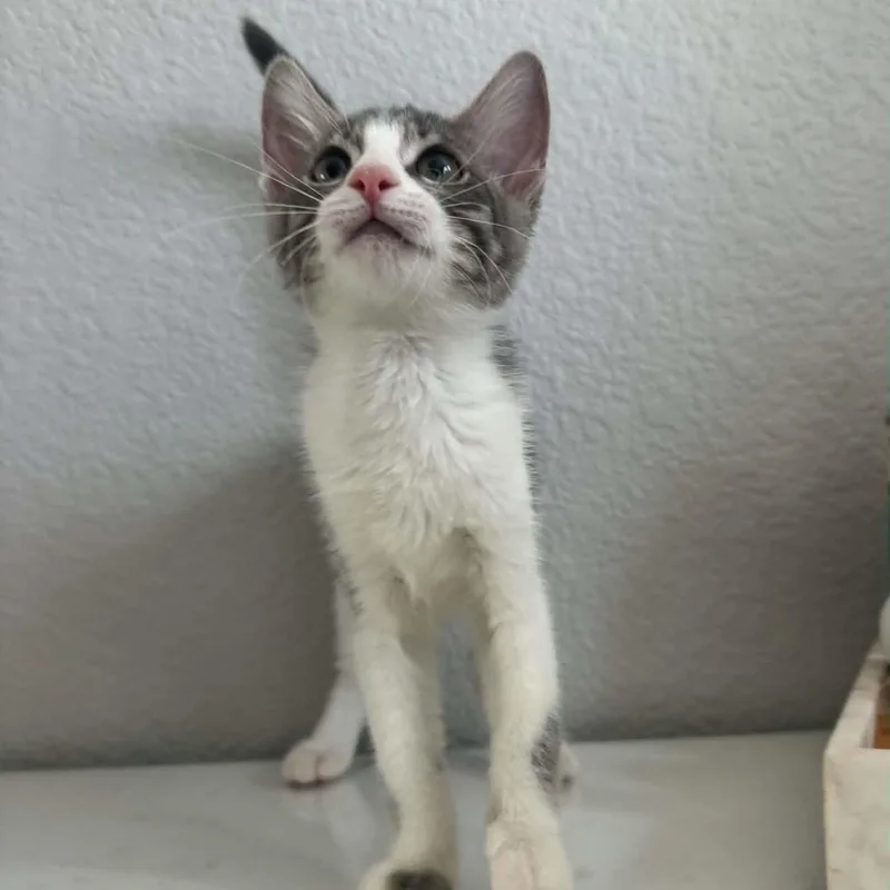 A baby small-sized female Tabby (Gray / Blue / Silver) Tabby cat named Pepper for adoption in Antioch, CA