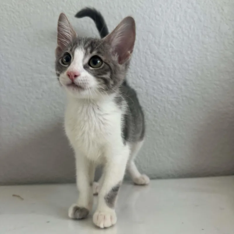 Pepper thumbnail 2