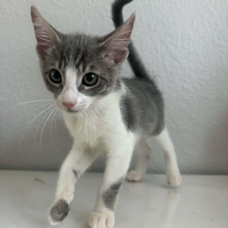 Pepper thumbnail 3