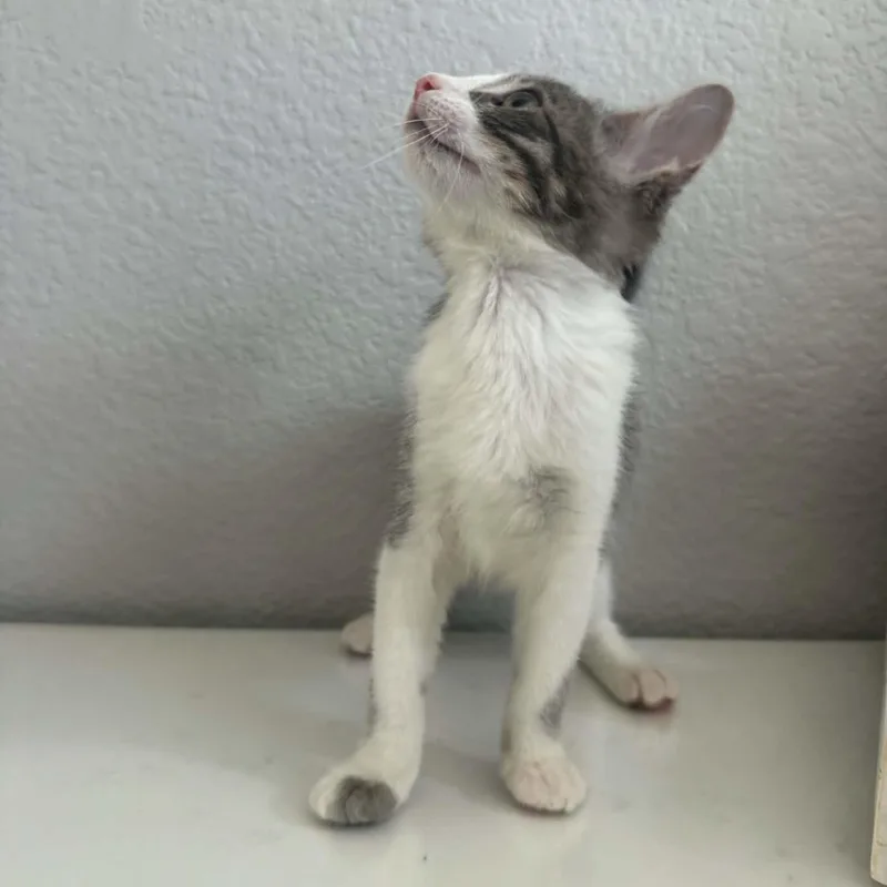 Pepper thumbnail 4