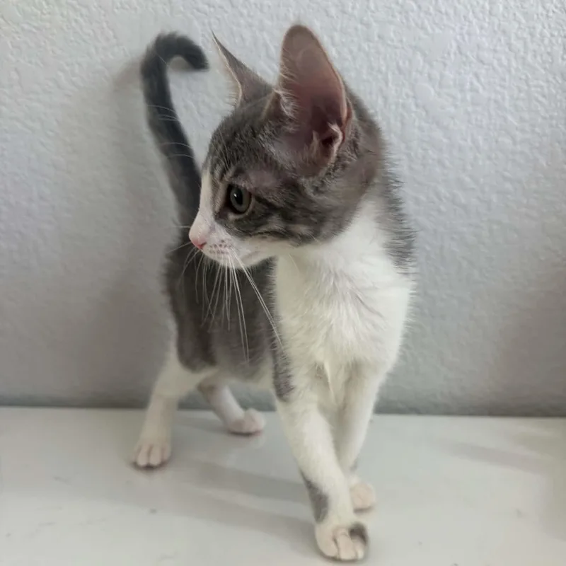 Pepper thumbnail 5