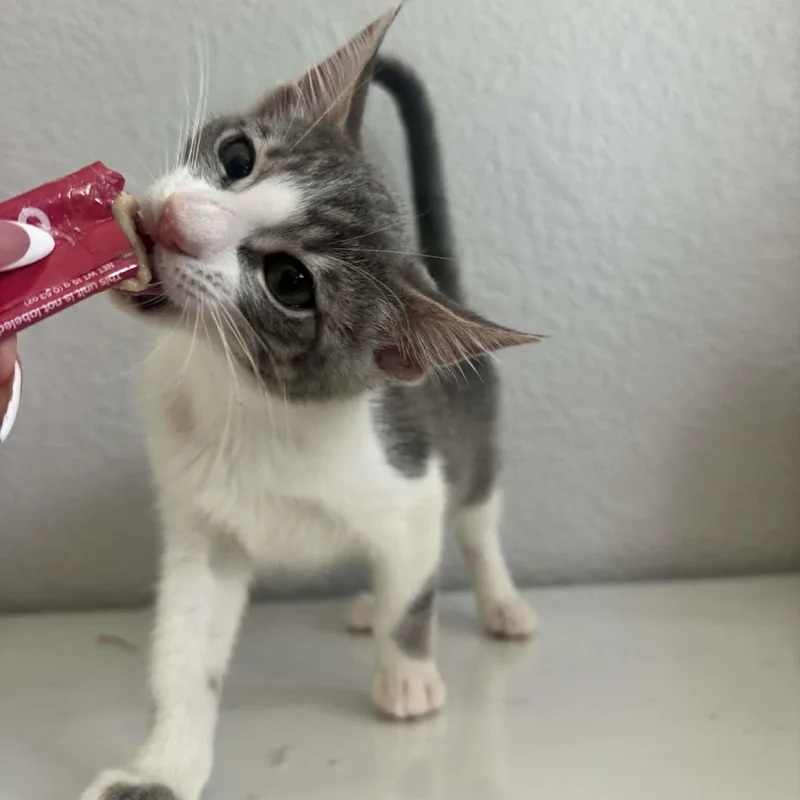 Pepper thumbnail 6