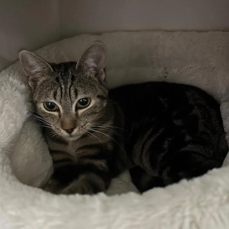 A young small-sized female Brown / Chocolate Domestic Short Hair cat named Rd for adoption in Madison, WI