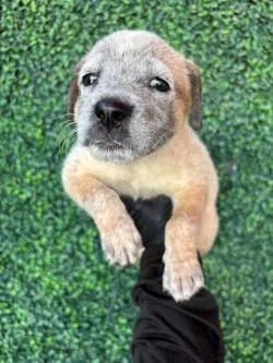 A baby small-sized female Red / Chestnut / Orange Australian Cattle Dog / Blue Heeler dog named 61283252 for adoption in El Paso, TX