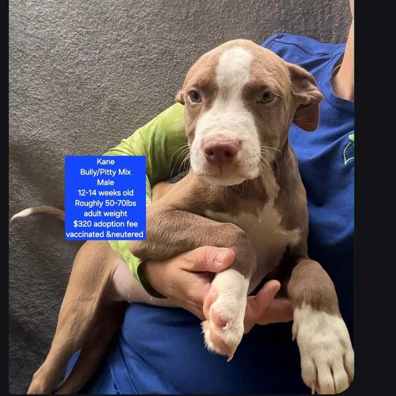 A baby large-sized male American Bully dog named Kane for adoption in Oviedo, FL