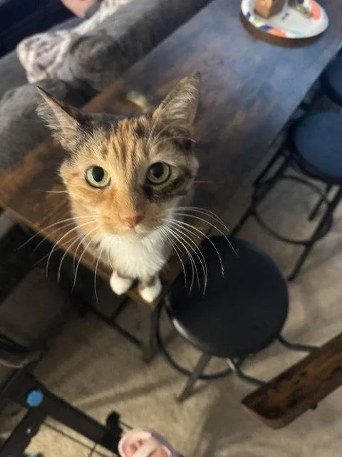 An adult medium-sized female White Domestic Short Hair cat named Annie for adoption in Newport, KY