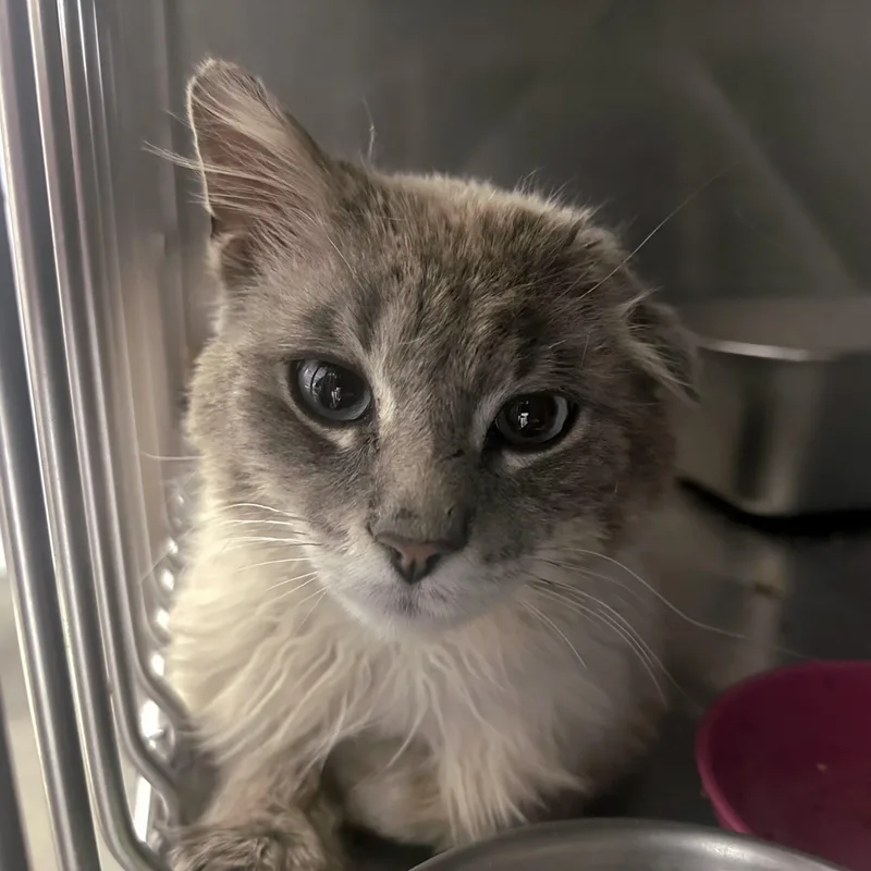 An adult medium-sized male Domestic Long Hair cat named Macho Man for adoption in Grand Rapids, MI