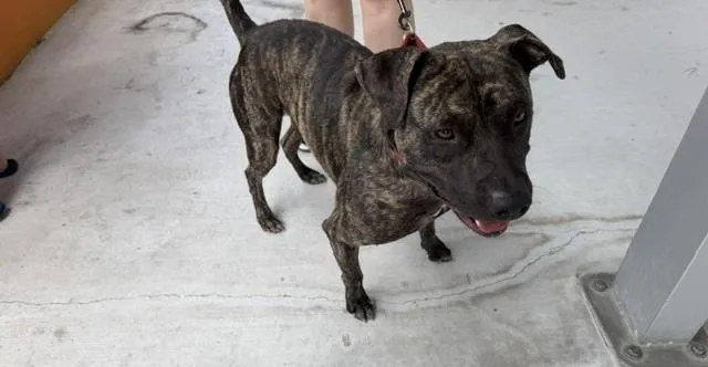 A young large-sized male Terrier dog named Raja for adoption in Miami, FL