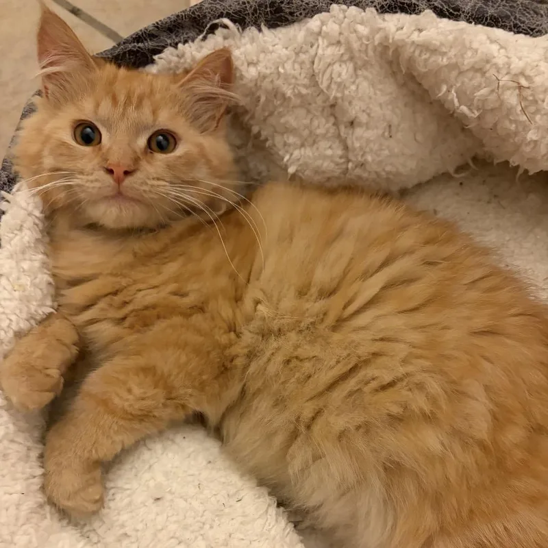 A baby small-sized male Orange / Red Domestic Long Hair cat named Darwin for adoption in Granville, OH