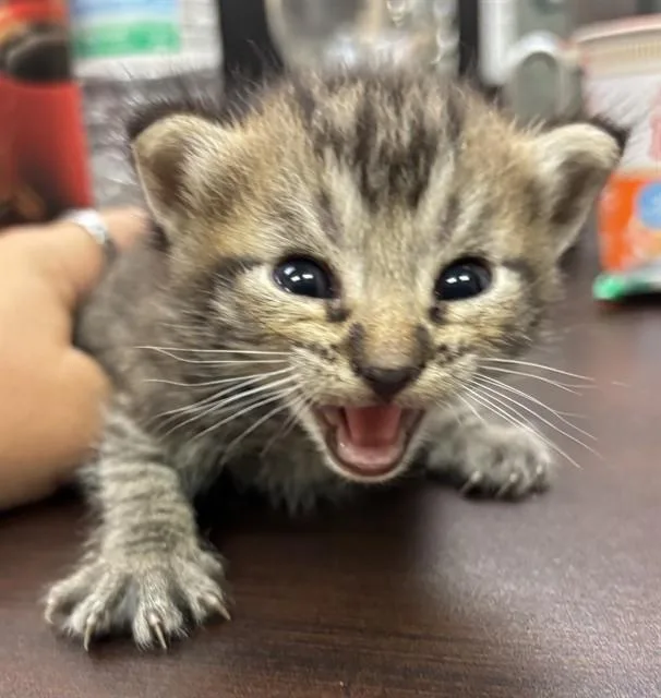 A baby small-sized male Domestic Short Hair cat named Orville Wright for adoption in Corpus Christi, TX