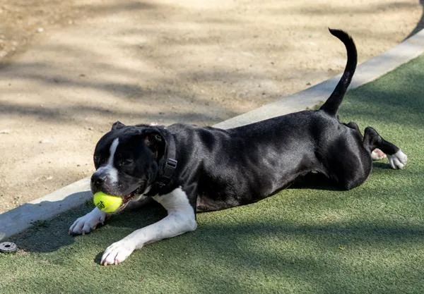 An adult medium-sized male Pit Bull Terrier dog named Maui for adoption in Oceanside, CA