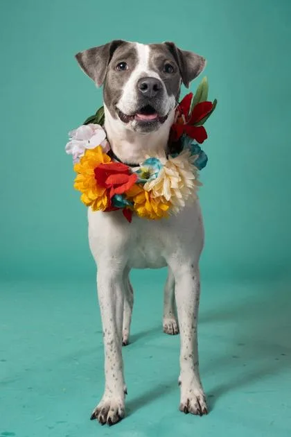 An adult medium-sized female Mixed Breed dog named Bergamot for adoption in Atlanta, GA