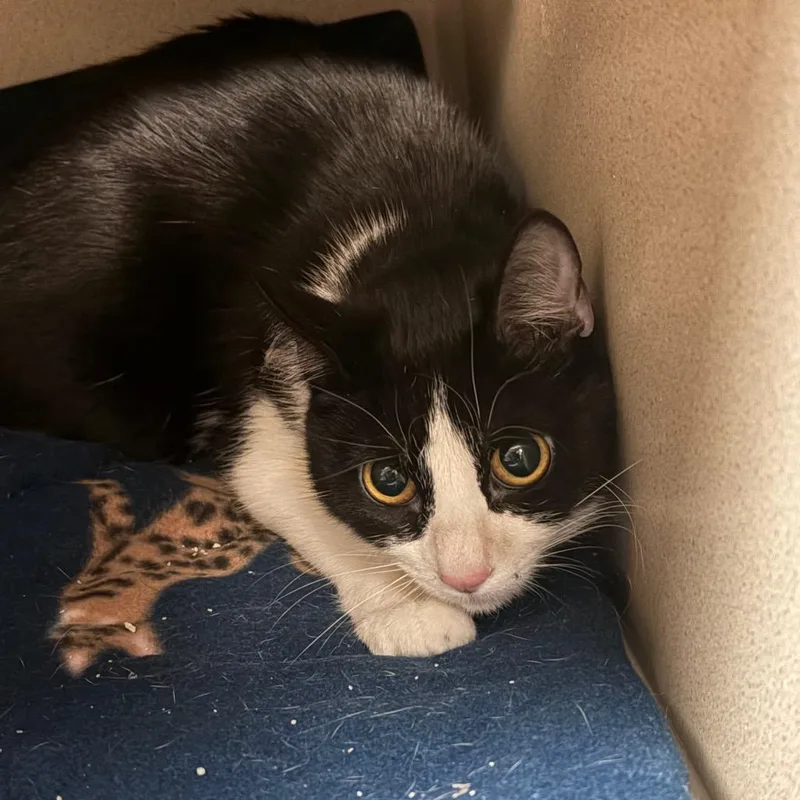 An adult medium-sized female Black Domestic Short Hair cat named Izabel  Shy & for adoption in Flagstaff, AZ