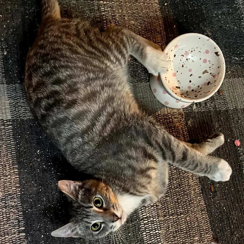 A young small-sized male Gray / Blue / Silver Domestic Medium Hair cat named Pow for adoption in Grantsville, UT