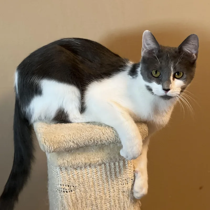 Little Debbie thumbnail 3