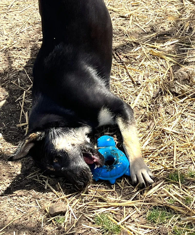 Carmelita thumbnail 5