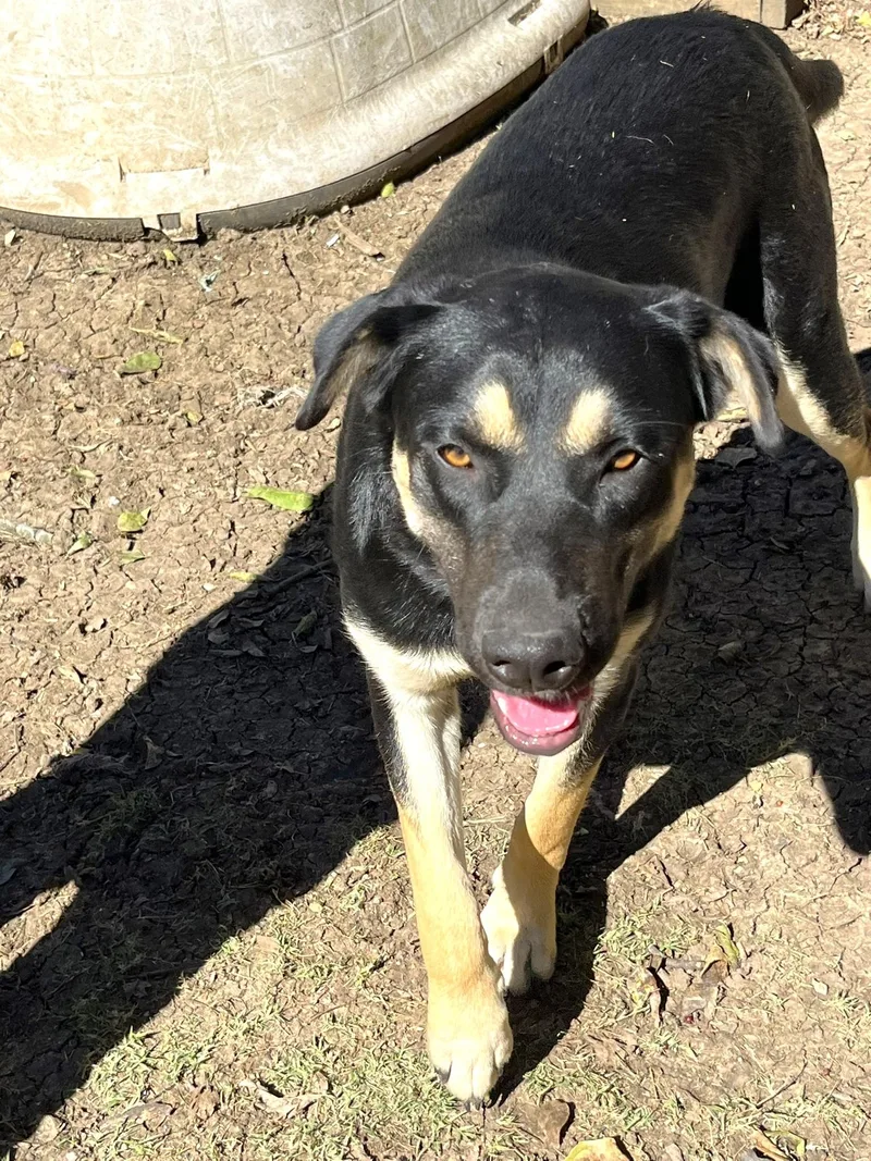 Carmelita thumbnail 6