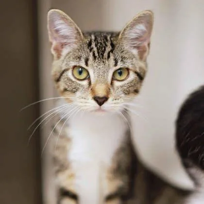 A baby small-sized female Gray / Blue / Silver Domestic Short Hair cat named Olivia for adoption in Atlanta, GA