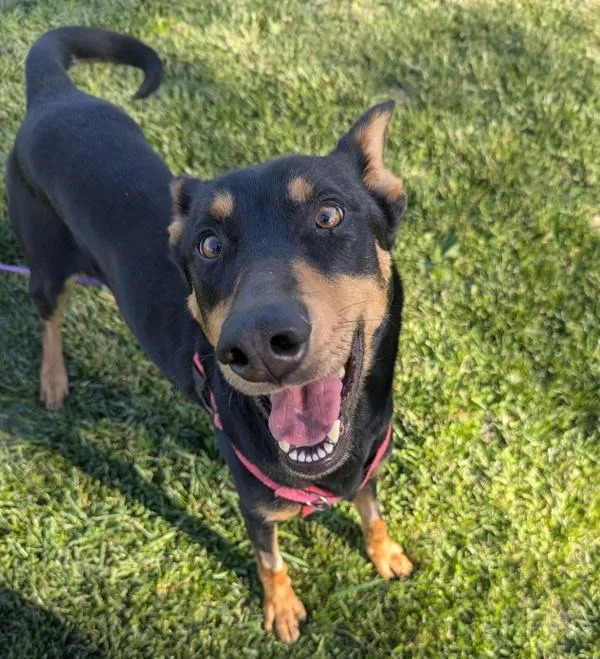 An adult large-sized female Mixed Breed dog named Sahara for adoption in Santa Rosa, CA