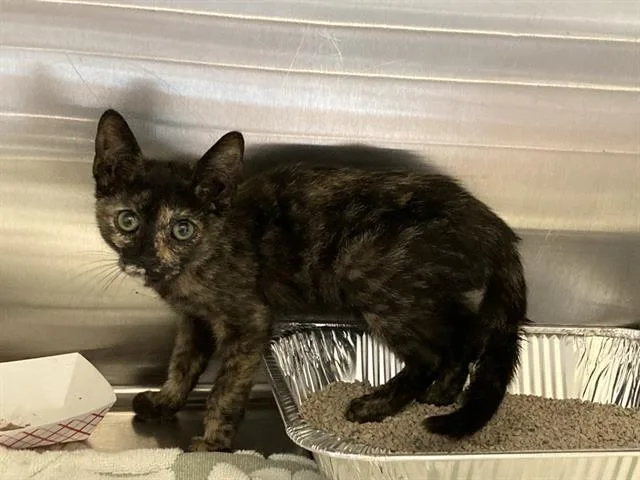 A baby small-sized female Domestic Short Hair cat named Kara for adoption in Tustin, CA