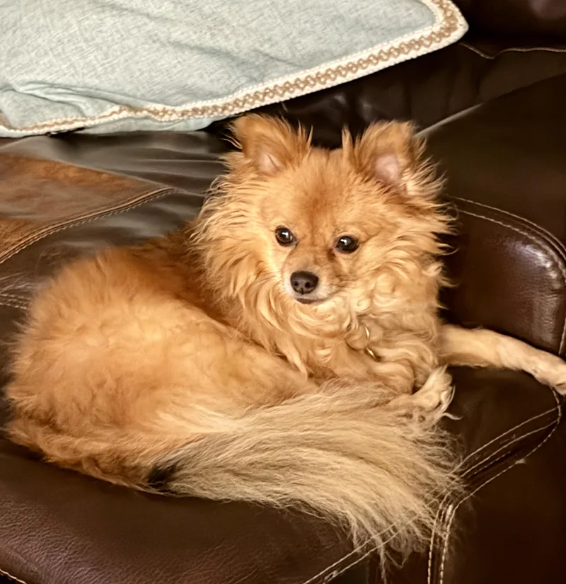An adult small-sized female Red / Chestnut / Orange Pomeranian dog named Foxy for adoption in Garland, TX