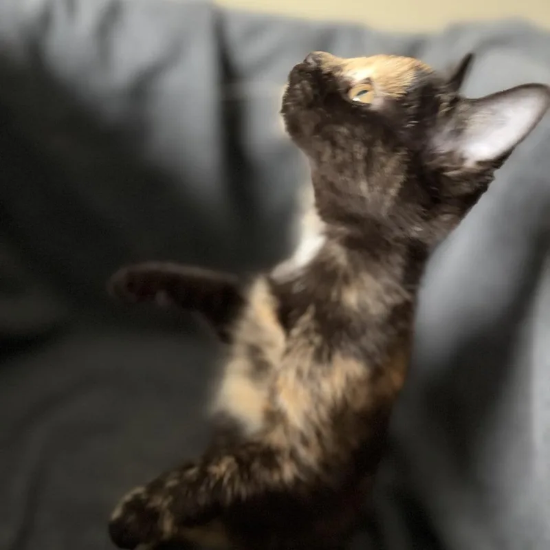 A baby small-sized female Tortoiseshell Domestic Short Hair cat named Missy for adoption in Carmel, IN